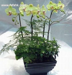 簡約之美，禮深情長 愛花兒茗禮網引領品質禮品新風尚